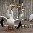 thumbs/Seabirdsanc_49312686.jpg